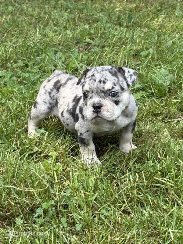 Mindy – English Bulldog puppy for sale in Rockford, IL