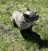 Misha, a female French Bulldog for sale in Rockford, IL – 6 of 8