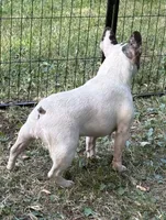 Chick Pea , a female French Bulldog for sale in Rockford, IL – 7 of 7