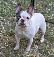 Chick Pea , a female French Bulldog for sale in Rockford, IL – 3 of 7