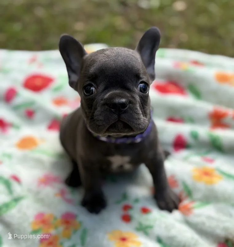 WILLOW – French Bulldog puppy for sale in Rockford, IL
