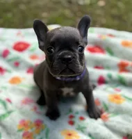 WILLOW, a female French Bulldog for sale in Rockford, IL – 1 of 4