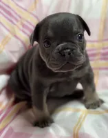 CHERRY, a female French Bulldog for sale in Rockford, IL – 1 of 4