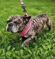 Cruella, a female French Bulldog for sale in Rockford, IL – 4 of 4