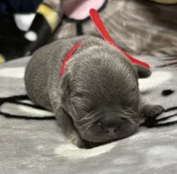 Bruno, a male French Bulldog for sale in Rockford, IL – 2 of 7