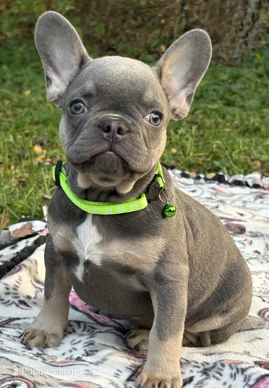 PEE WEE – French Bulldog puppy for sale in Rockford, IL