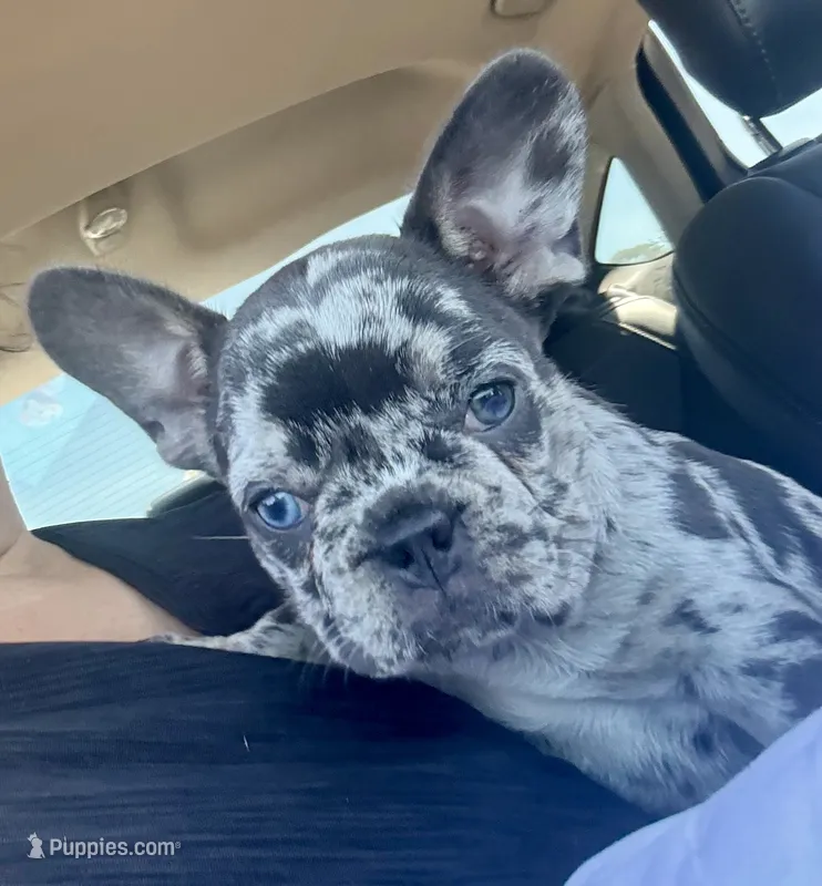 CHANEL – French Bulldog puppy for sale in Rockford, IL