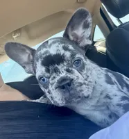 CHANEL, a female French Bulldog for sale in Rockford, IL – 1 of 4