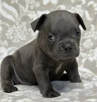 Bruno, a male French Bulldog for sale in Rockford, IL – 5 of 5