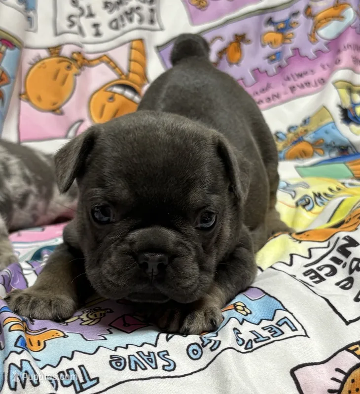 CHERRY – French Bulldog puppy for sale in Rockford, IL