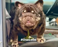 Buddy, a male French Bulldog for sale in Rockford, IL – 5 of 6