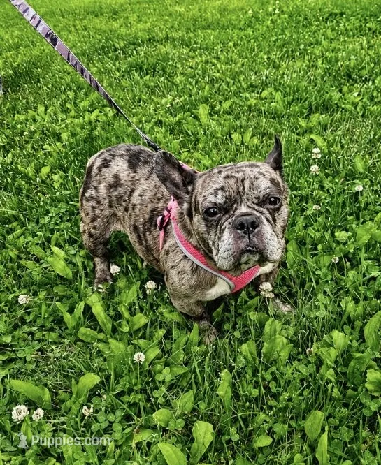 Cruella – French Bulldog puppy for sale in Rockford, IL
