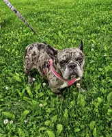 Cruella, a female French Bulldog for sale in Rockford, IL – 1 of 4