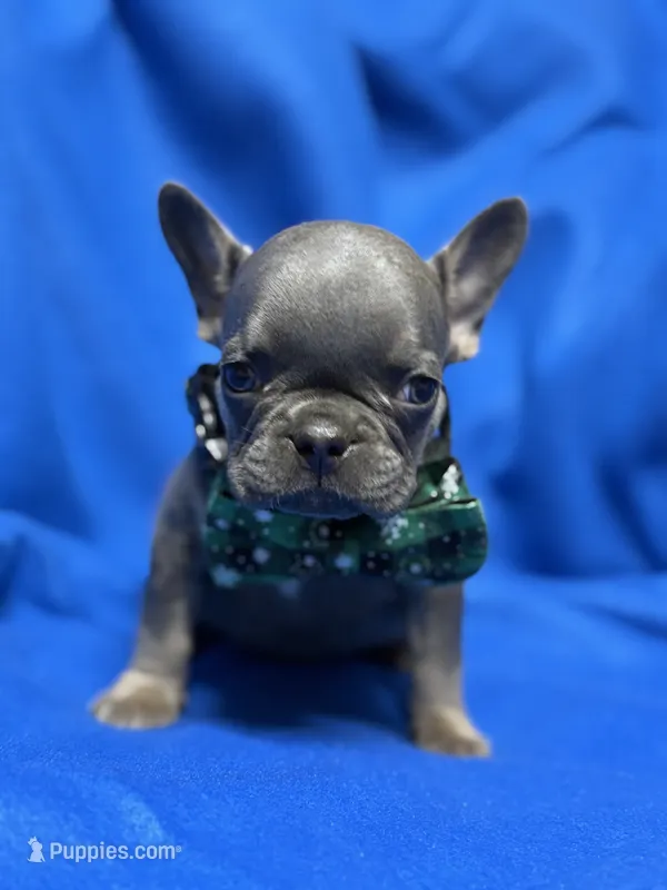 Little Pee Wee – French Bulldog puppy for sale in Rockford, IL