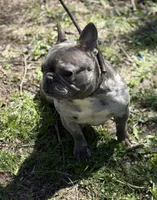 Misha, a female French Bulldog for sale in Rockford, IL – 4 of 8