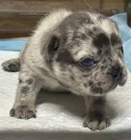 CHANEL, a female French Bulldog for sale in Rockford, IL – 3 of 3