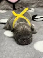 Sammy, a male French Bulldog for sale in Rockford, IL – 6 of 7