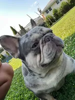Wilbur , a male French Bulldog for sale in Rockford, IL – 2 of 4