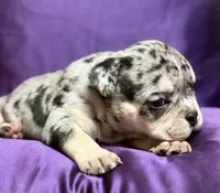 Mindy, a female English Bulldog for sale in Rockford, IL – 4 of 5