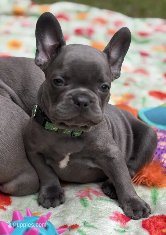 Bruno – French Bulldog puppy for sale in Rockford, IL