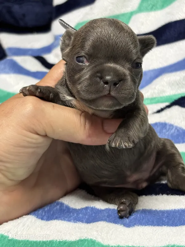 JET – French Bulldog puppy for sale in Rockford, IL