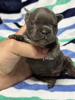 JET, a male French Bulldog for sale in Rockford, IL – 1 of 3