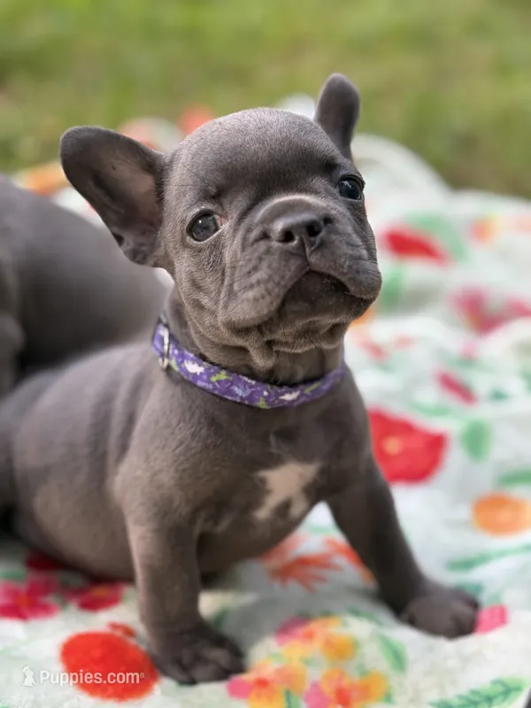 WILLOW – French Bulldog puppy for sale in Rockford, IL