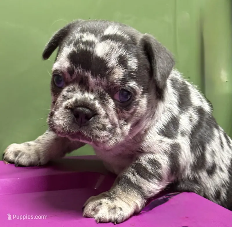 CHANEL – French Bulldog puppy for sale in Rockford, IL