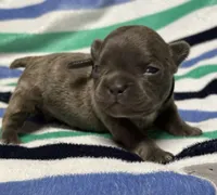 JET, a male French Bulldog for sale in Rockford, IL – 3 of 3