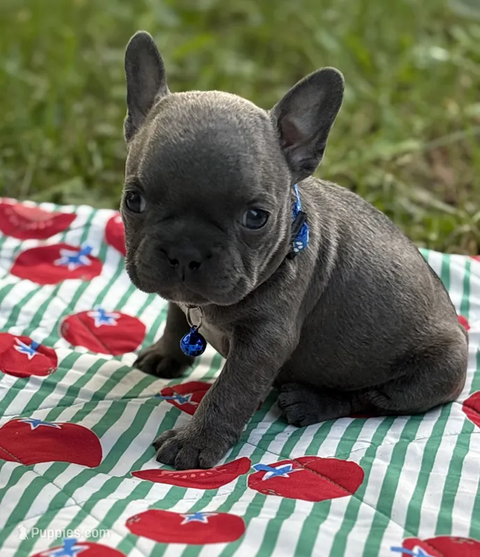 Jet blue  – French Bulldog puppy for sale in Rockford, IL
