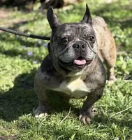 Cruella, a female French Bulldog for sale in Rockford, IL – Photo 3 of 7