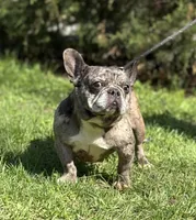 Cruella, a female French Bulldog for sale in Rockford, IL – Photo 4 of 7