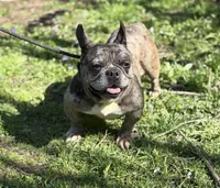 Cruella, a female French Bulldog for sale in Rockford, IL – Photo 6 of 7