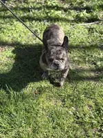 Cruella, a female French Bulldog for sale in Rockford, IL – Photo 7 of 7