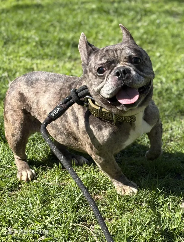 Cruella, a female French Bulldog for sale in Rockford, IL – Photo 1 of 7