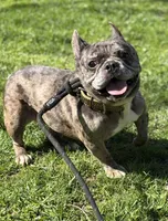 Cruella, a female French Bulldog for sale in Rockford, IL – Photo 1 of 7