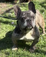 Cruella, a female French Bulldog for sale in Rockford, IL – Photo 2 of 7