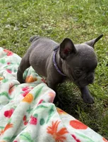 WILLOW, a female French Bulldog for sale in Rockford, IL – 4 of 4