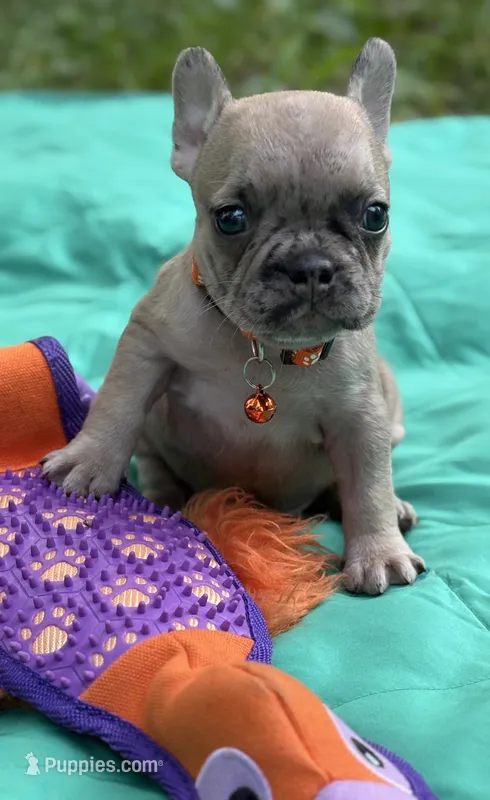 Giorgi – French Bulldog puppy for sale in Rockford, IL