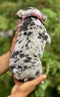 MINDY, a female English Bulldog for sale in Rockford, IL – 3 of 3
