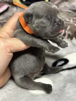 Little Neo, a male French Bulldog for sale in Rockford, IL – 6 of 7