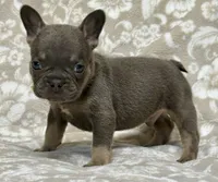 Little Neo, a male French Bulldog for sale in Rockford, IL – 1 of 6