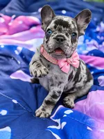CHANEL, a female French Bulldog for sale in Rockford, IL – 3 of 4