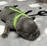 Little Frankie, a male French Bulldog for sale in Rockford, IL – 3 of 7