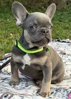 PEE WEE, a male French Bulldog for sale in Rockford, IL – 2 of 2