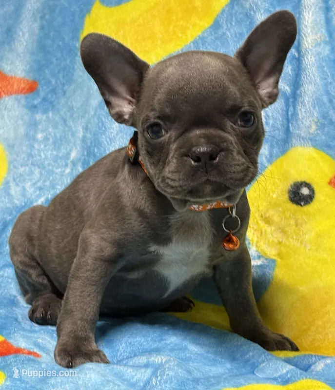 JET BLUE – French Bulldog puppy for sale in Rockford, IL