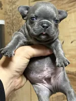 JET, a male French Bulldog for sale in Rockford, IL – 2 of 2