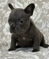 Brutus , a male French Bulldog for sale in Rockford, IL – 7 of 8