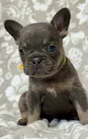 Little Neo, a male French Bulldog for sale in Rockford, IL – 3 of 6