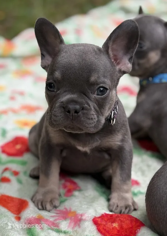 Little Neo – French Bulldog puppy for sale in Rockford, IL